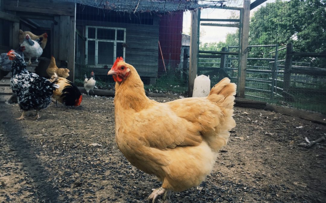 Comment créer un enclos à poules ?